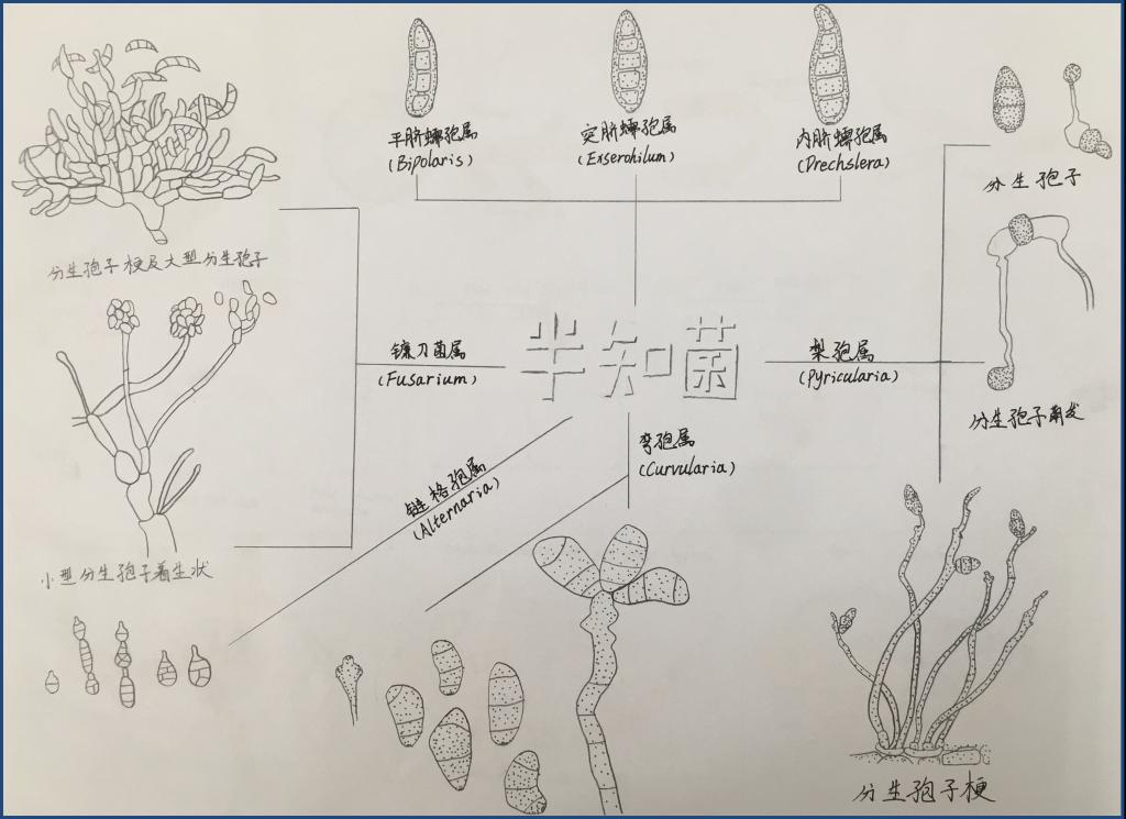 白菜霜霉病菌手绘图图片